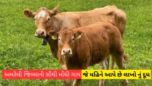 Most expensive cow of Amreli district